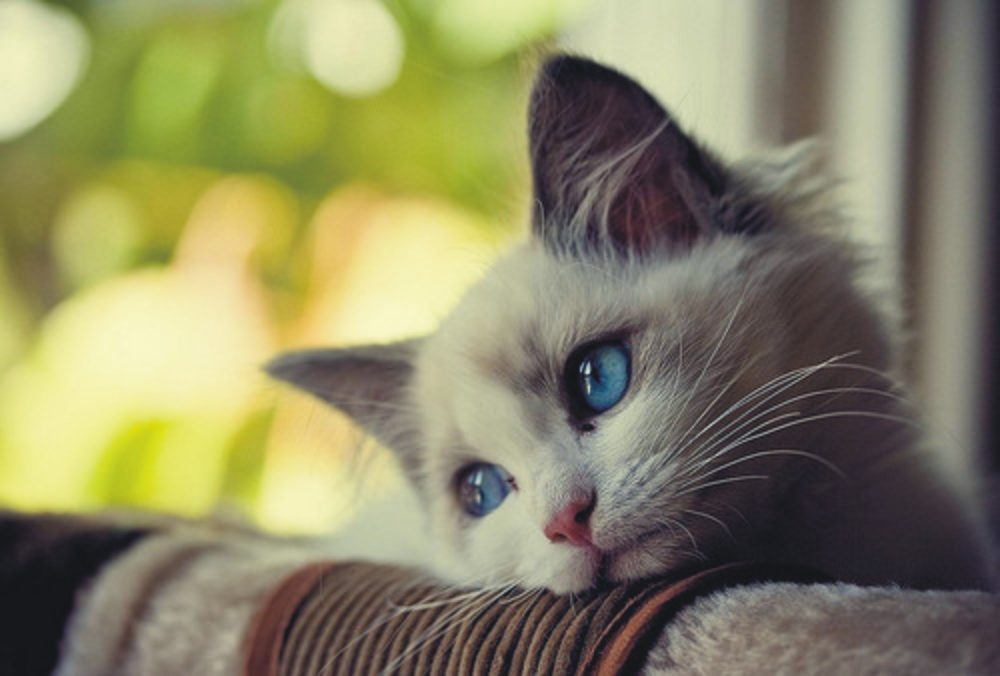 Dataflow service is making this kitty sad too